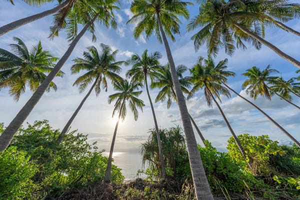 Fine Art Print: Palm Trees At The Beach, Koh Samui (Ko Samui) Island, Thailand by Jan Becke