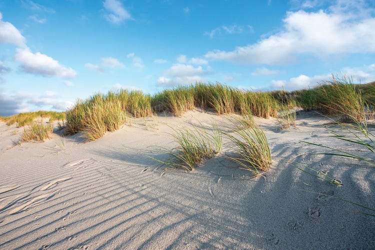 Sand Dunes Near The North Sea Coast