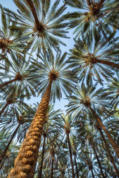 Fine Art Print: Under The Palm Trees by Jan Becke