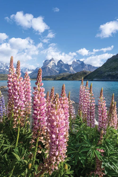 Lupine Flowers At The Shore Of Lake Pehoé, Patagonia, Torres Del Paine National Park, Chile