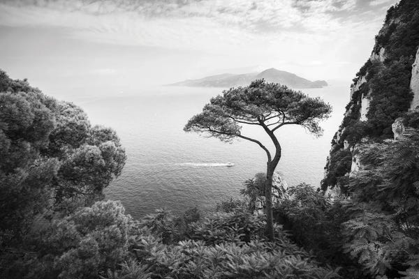 Lonely Pine Tree In Black And White, Capri, Italy
