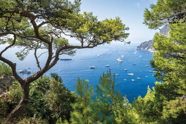 Pine Tree On Capri Island, Gulf Of Naples, Campania, Italy