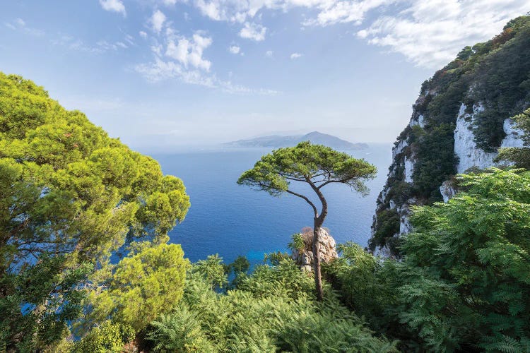 Lonely Pine Tree, Capri Island, Campania, Gulf Of Naples, Italy by Jan Becke wall art