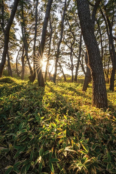 Pine Tree Forest In Warm Sunlight