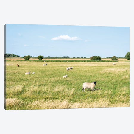 Flock Of Sheep Near The North Sea Coast, Sankt Peter-Ording, Germany Canvas Print #JNB424} by Jan Becke Canvas Wall Art