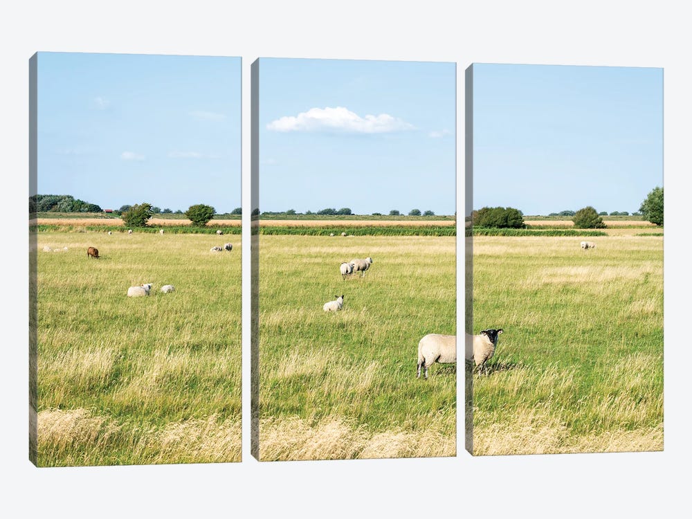 Flock Of Sheep Near The North Sea Coast, Sankt Peter-Ording, Germany by Jan Becke 3-piece Canvas Artwork