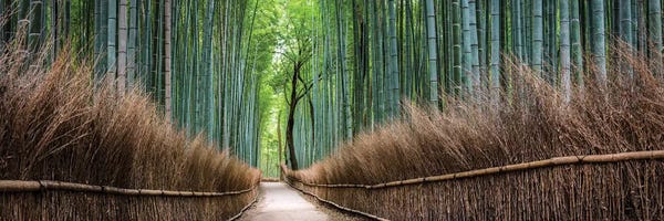 Wonders Of The World: Arashiyama Bamboo Forest by Jan Becke