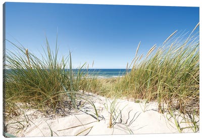 European dune grass at the North Sea coast Canvas Art Print - Sylt Art