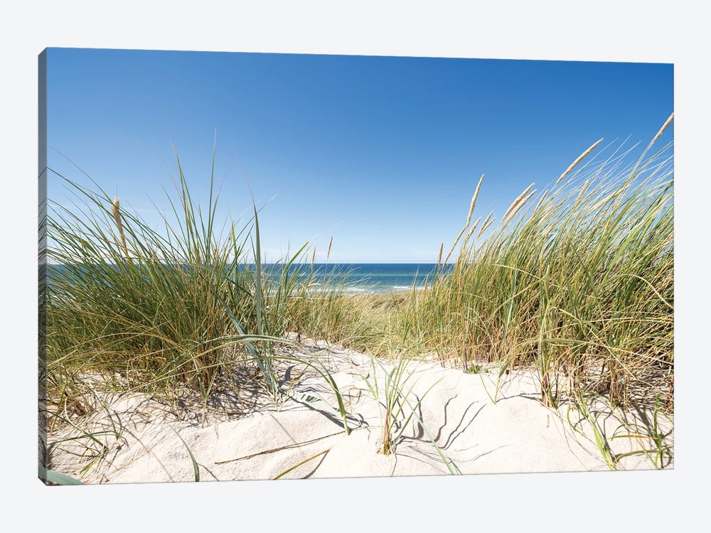 European dune grass at the North Sea coast by Jan Becke 1-piece Canvas Art Print