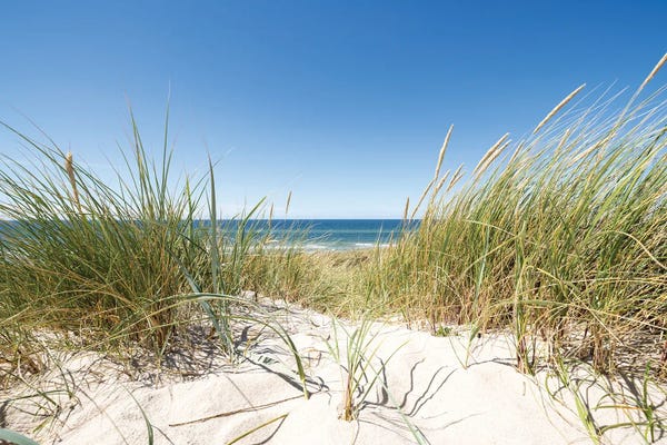 Sylt: European dune grass at the North Sea coast by Jan Becke