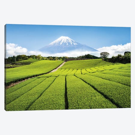 Green Tea Plantation And Mount Fuji Canvas Print #JNB56} by Jan Becke Canvas Art Print
