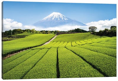 Green Tea Plantation And Mount Fuji Canvas Art Print - Country Scenic Photography