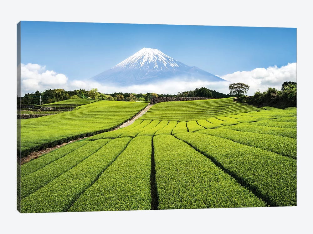 Green Tea Plantation And Mount Fuji by Jan Becke 1-piece Canvas Wall Art