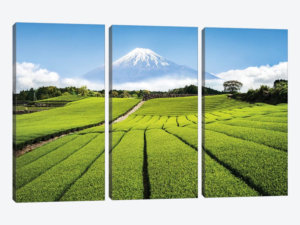 Green Tea Plantation And Mount Fuji by Jan Becke 3-piece Canvas Art