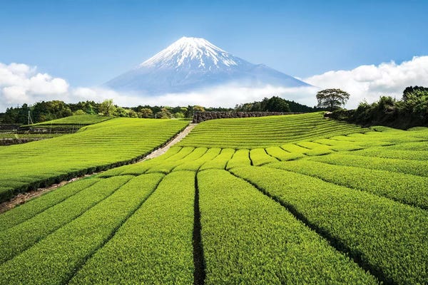 Asia: Green Tea Plantation And Mount Fuji by Jan Becke