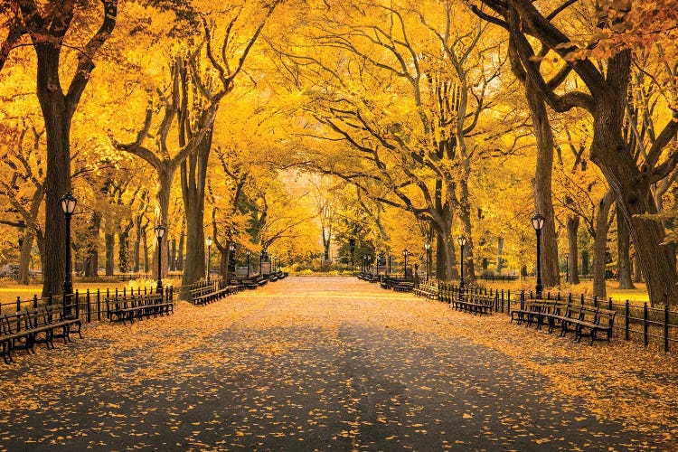 Central Park In Autumn