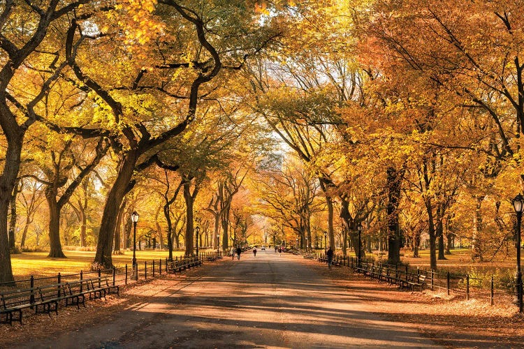 Autumn Colors In Central Park, New York City, - Canvas Art | Jan Becke