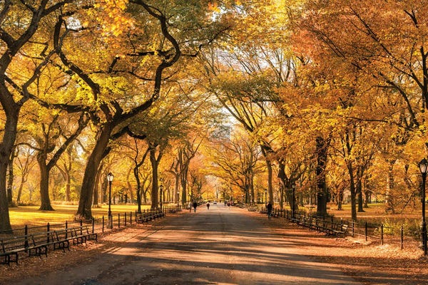 Large Photography - Canvas Prints: Autumn Colors In Central Park, New York City, USA by Jan Becke
