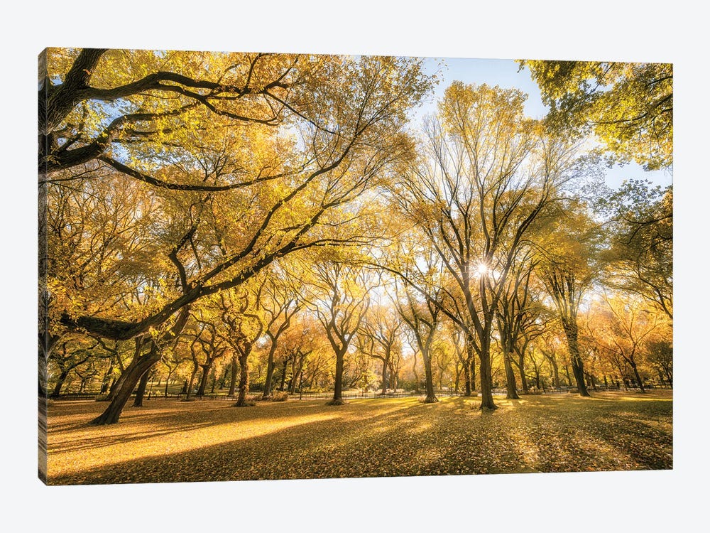 American Elm Trees In Autumn Season, Central Park, New York City, USA by Jan Becke 1-piece Canvas Wall Art