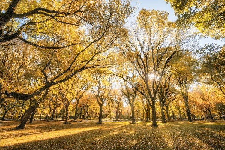 American Elm Trees In Autumn Season, Central Park, New York City, USA