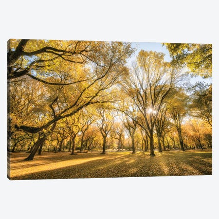 American Elm Trees In Autumn Season, Central Park, New York City, USA Canvas Print #JNB806} by Jan Becke Canvas Wall Art
