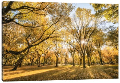 American Elm Trees In Autumn Season, Central Park, New York City, USA Canvas Art Print - Central Park