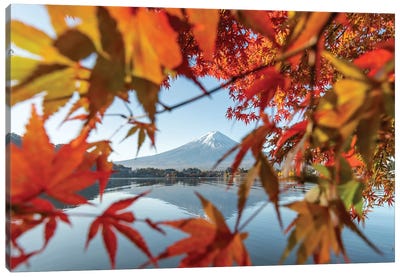 Japanese Maple Tree And Mount Fuji At Lake Kawaguchiko, Yamanashi Prefecture, Japan Canvas Art Print