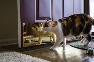 Calico Cat Looking At Her Reflection In The Door by Janet Horton art print