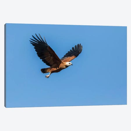 Black-Collared Hawk In Flight, Pantanal Conservation Area, Brazil Canvas Print #JNH10} by Janet Horton Canvas Art