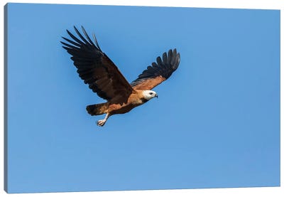 Black-Collared Hawk In Flight, Pantanal Conservation Area, Brazil Canvas Art Print - Buzzard & Hawk Art
