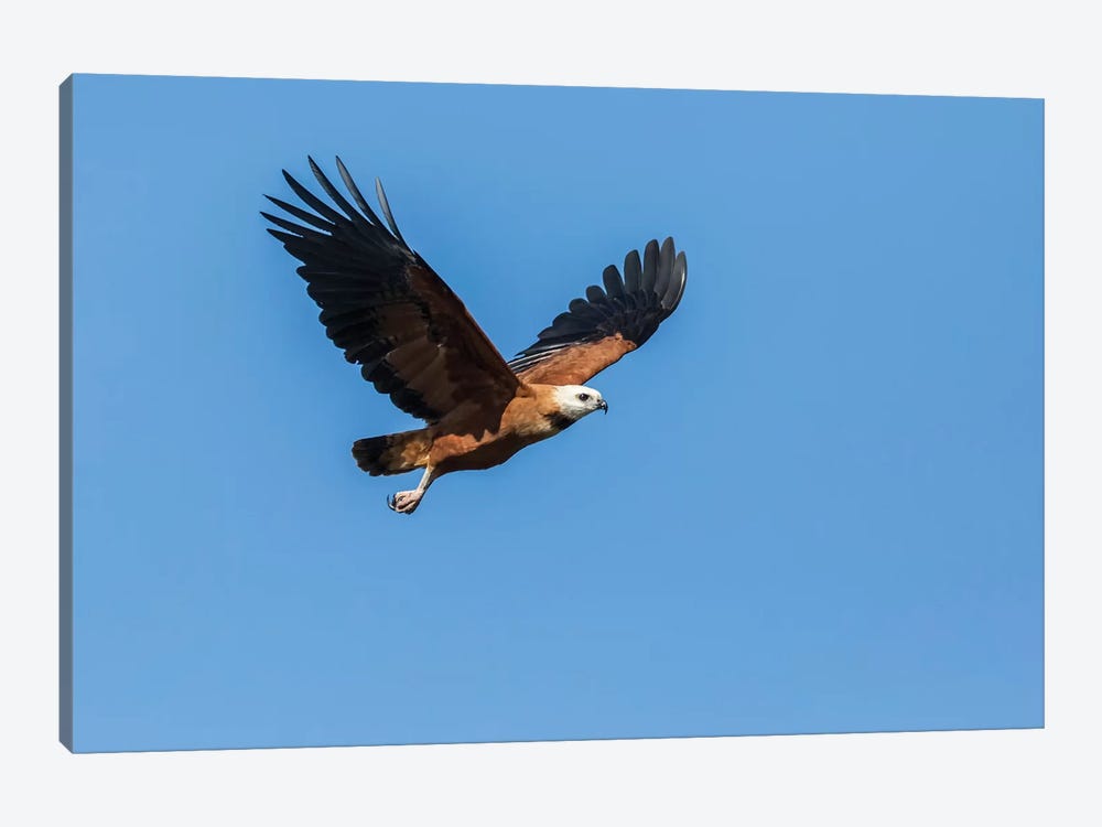 Black-Collared Hawk In Flight, Pantanal Conservation Area, Brazil by Janet Horton 1-piece Canvas Wall Art