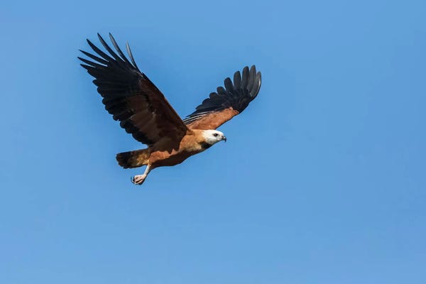 Janet Horton: Black-Collared Hawk In Flight, Pantanal Conservation Area, Brazil by Janet Horton