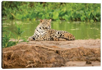Jaguar Resting On A Sandbar Along The Cuiaba River II, Pantanal Conservation Area, Brazil Canvas Art Print - Leopard Art