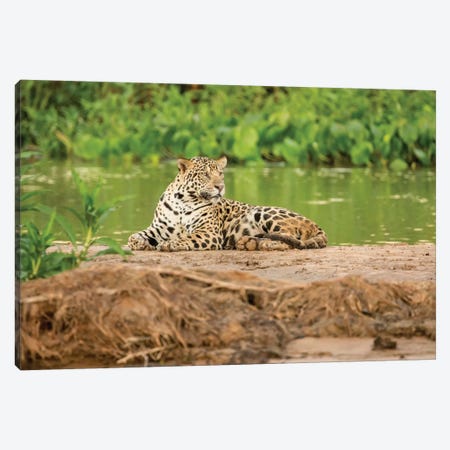 Jaguar Resting On A Sandbar Along The Cuiaba River II, Pantanal Conservation Area, Brazil Canvas Print #JNH14} by Janet Horton Art Print