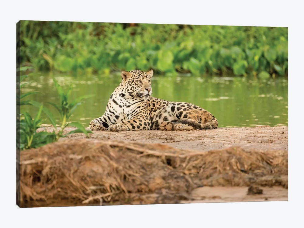 Jaguar Resting On A Sandbar Along The Cuiaba River II, Pantanal Conservation Area, Brazil by Janet Horton 1-piece Canvas Art