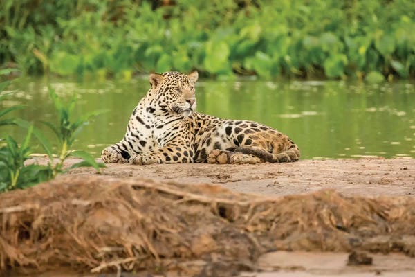 Janet Horton: Jaguar Resting On A Sandbar Along The Cuiaba River II, Pantanal Conservation Area, Brazil by Janet Horton
