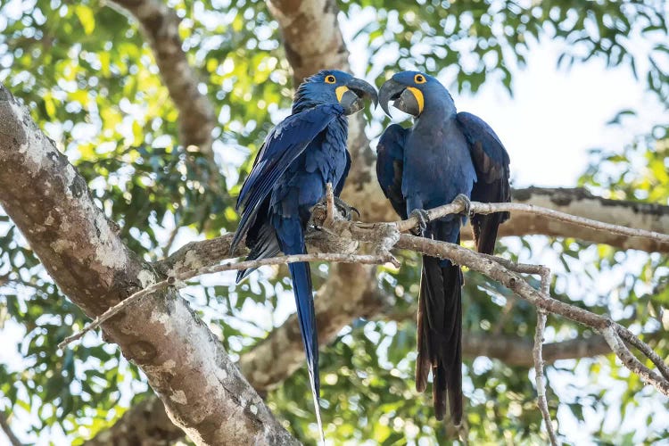 Pantanal, Mato Grosso, Brazil. Mated pair of hyacinth macaws showing affection 