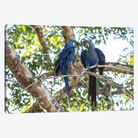 Pantanal, Mato Grosso, Brazil. Mated pair of hyacinth macaws showing affection  Canvas Print #JNH19} by Janet Horton Canvas Art