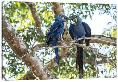 Pantanal, Mato Grosso, Brazil. Mated pair of hyacinth macaws showing affection  Canvas Art Print - Brazil Art
