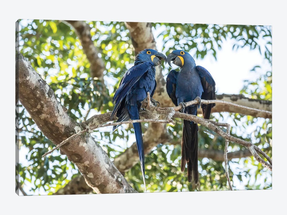 Pantanal, Mato Grosso, Brazil. Mated pair of hyacinth macaws showing affection  by Janet Horton 1-piece Canvas Art Print