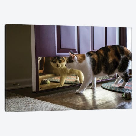 Calico Cat Looking At Her Reflection In The Door Canvas Print #JNH1} by Janet Horton Art Print