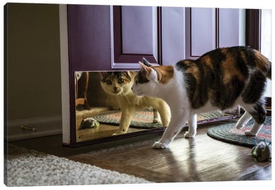 Calico Cat Looking At Her Reflection In The Door Canvas Art Print