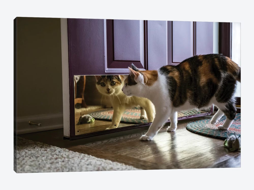 Calico Cat Looking At Her Reflection In The Door by Janet Horton 1-piece Canvas Art