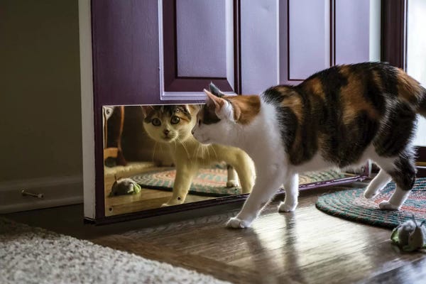 Janet Horton: Calico Cat Looking At Her Reflection In The Door by Janet Horton