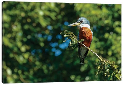 Ringed Kingfisher Sitting In A Tree, Pantanal Conservation Area, Brazil Canvas Art Print