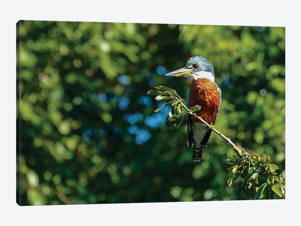 Ringed Kingfisher Sitting In A Tree, Pantanal Conservation Area, Brazil by Janet Horton 1-piece Canvas Art Print