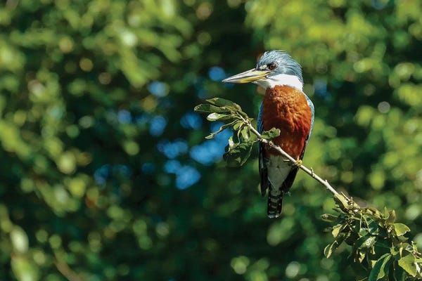 Janet Horton: Ringed Kingfisher Sitting In A Tree, Pantanal Conservation Area, Brazil by Janet Horton