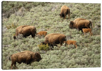 Female Bison And Calves Walking Down A Hill To Get To Water, Yellowstone National Park, Wyoming Canvas Art Print - Wyoming Art