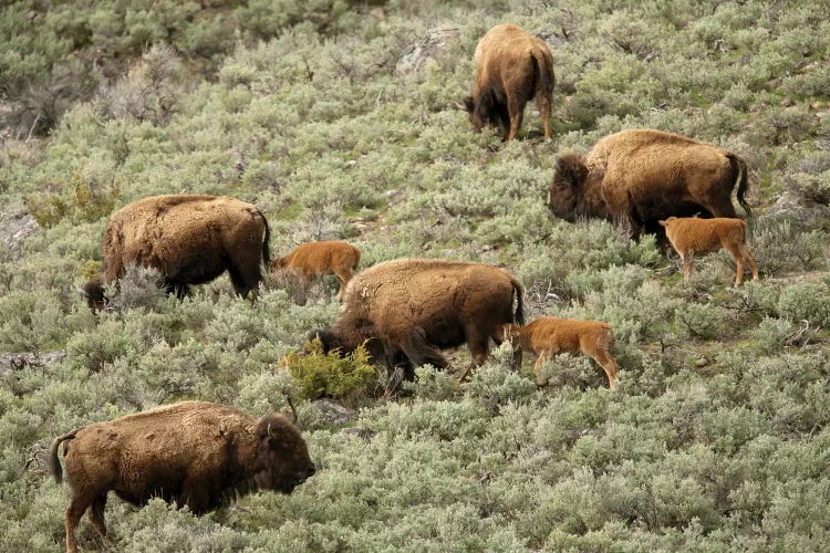 Female Bison And Calves Walking Down A Hill To Get To Water, Yellowstone National Park, Wyoming