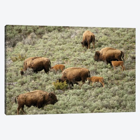 Yellowstone National Park, Wyoming Female bison and calves walking down a hill to get to water. Canvas Print #JNH22} by Janet Horton Canvas Print